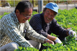 しょうどしま長命草プロジェクトの様子