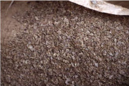 しょうどしま長命草プロジェクトの様子