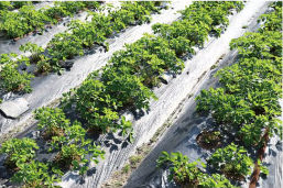 しょうどしま長命草プロジェクトの様子