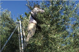 しょうどしま長命草プロジェクトの様子