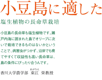小豆島に適した塩生植物の長命草栽培 小豆島の長命草も塩生植物です。瀬戸内海に囲まれた島でオリーブに次いで栽培できるものはないかということで、病害虫がつかず、沿岸でも育てやすくて収益性も高い長命草は、島の条件にぴったり合うんです。
