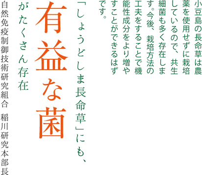「しょうどしま長命草」にも、
有益な菌がたくさん存在。小豆島の長命草は農薬を使用せずに栽培しているので、共生細菌も多く存在します。今後、栽培方法の工夫をすることで機能性成分をより増やすことができるはずです。
