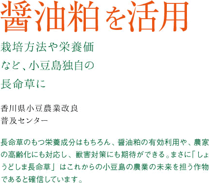 醤油粕を活用栽培方法や栄養価など、小豆島独自の長命草に。長命草のもつ栄養成分はもちろん、醤油粕の有効利用や、農家の高齢化にも対応し、獣害対策にも期待ができる。まさに「しょうどしま長命草」はこれからの小豆島の農業の未来を担う作物であると確信しています。